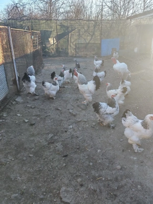 vând ouă de incubat brachma și araucana - imagine 2