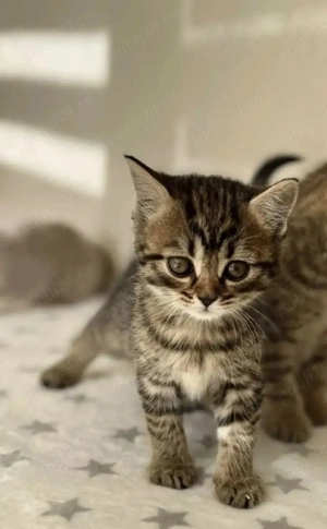 Siberiana de Padure  - imagine 3