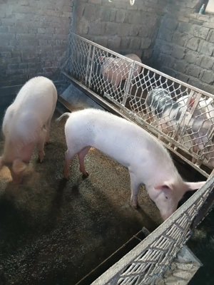 vind porci - imagine 2