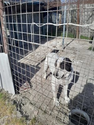 Ciobănesc de asia centrala