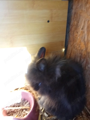 Donez iepurași cap de leu  - imagine 2