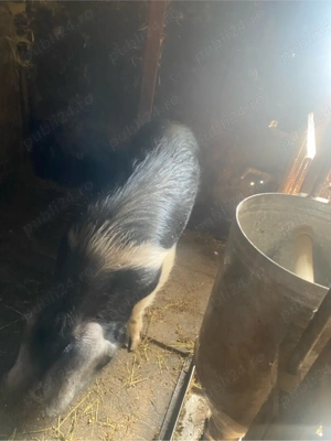 Vând purcea  - imagine 2