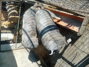 Vând 2 porci rasa carne - imagine 2