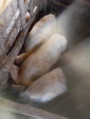 purcei de vânzare  - imagine 2