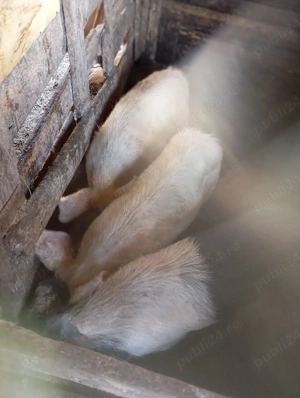 purcei de vânzare  - imagine 4