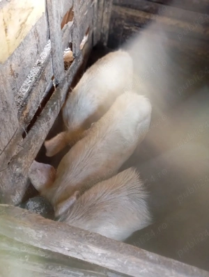 purcei de vânzare  - imagine 3