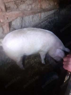 vand purcei MARI SI MICI - imagine 2