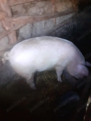 vand purcei MARI SI MICI