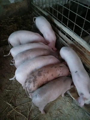 vând purcei de rasa 