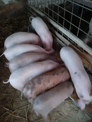 vând purcei de rasa  - imagine 2