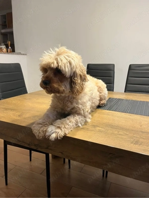 Pudel femela  - imagine 2