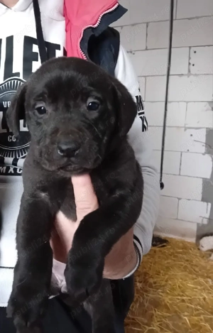 Cațelusă  Labrador Retriver - imagine 4