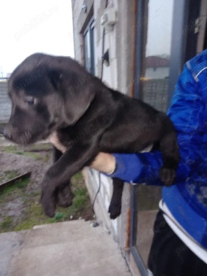 Cațelusă  Labrador Retriver - imagine 2