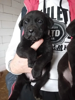 Cațelusă  Labrador Retriver - imagine 3