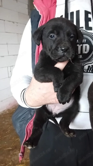 Cațelusă  Labrador Retriver - imagine 5