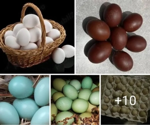 vănd sau schimb păsări 