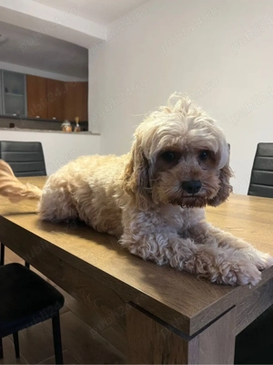 Pudel femela  - imagine 2