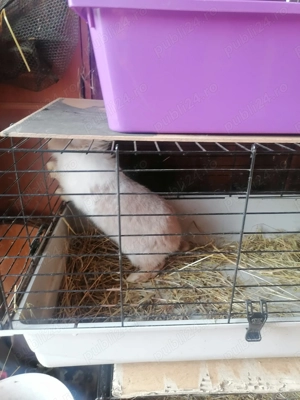 Vind iepure frumos  - imagine 4