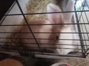 Vind iepure frumos  - imagine 2