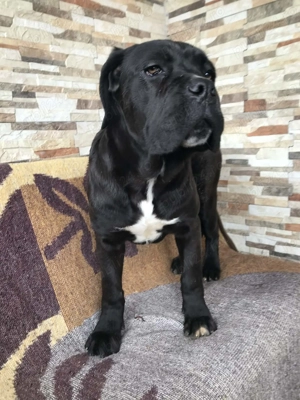 pui femela cane corso pedigree fci - imagine 2