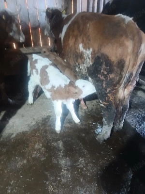 vând 2  viței  - imagine 3