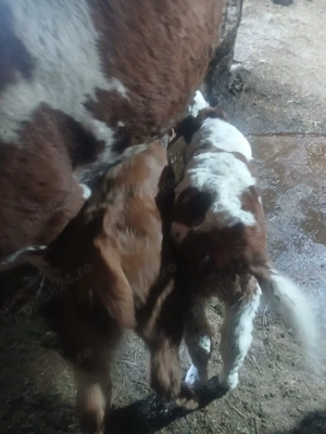 vând 2  viței  - imagine 2