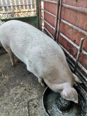 Porc sau purcea de vânzare, la alegere. 