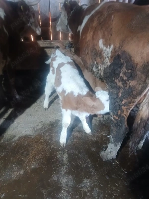 vând 2  viței  - imagine 4