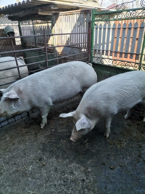 Porc sau purcea de vânzare, la alegere.  - imagine 2