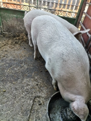 Porc sau purcea de vânzare, la alegere.  - imagine 3