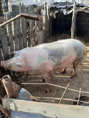 vand patru porci 170kg 180kg