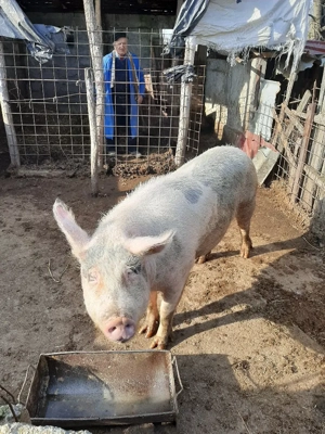 vand patru porci 170kg 180kg - imagine 2