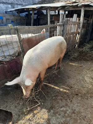 vand patru porci 170kg 180kg - imagine 3