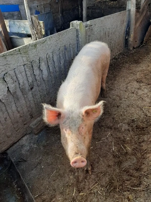 vand patru porci 170kg 180kg - imagine 4