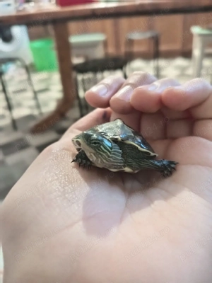 Broaște țestoase cu acvariu+mâncare+.... 