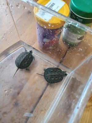 Broaște țestoase cu acvariu+mâncare+....  - imagine 4