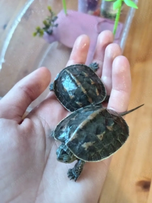 Broaște țestoase cu acvariu+mâncare+....  - imagine 3