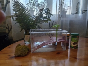 Broaște țestoase cu acvariu+mâncare+....  - imagine 2