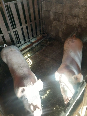 Porc de vanzare - imagine 2