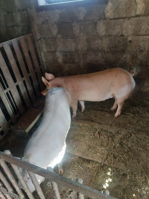 Porc de vanzare - imagine 3