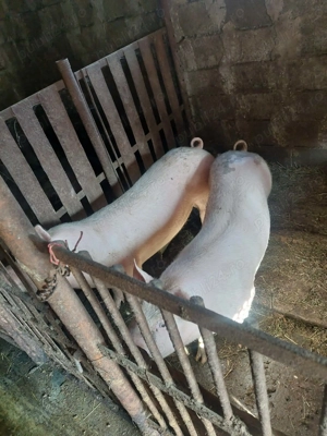 Porc de vanzare - imagine 4