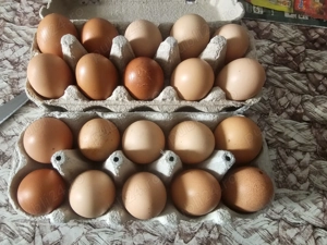 Oua proaspete de tara - imagine 3