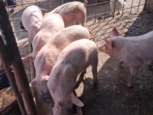 Purcei  carne de vanzare  - imagine 3