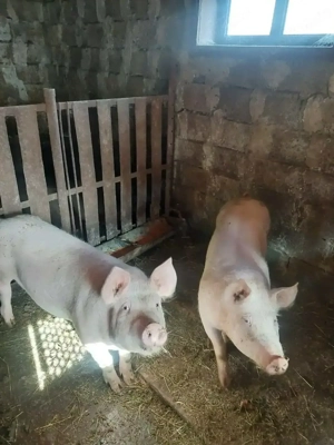 Poric de vanzare! - imagine 5