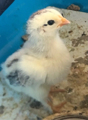 Pui de gaina metisi din rase f bune - imagine 3