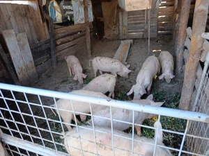 Purcei 8 de vanzare - imagine 3