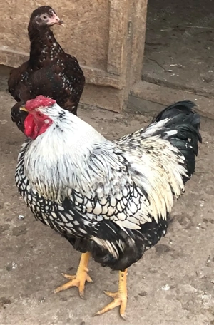 Pui de gaina metisi din rase f bune - imagine 5