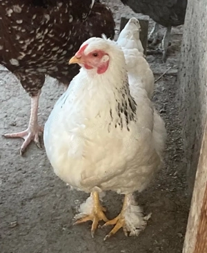 Pui de gaina metisi din rase f bune - imagine 2