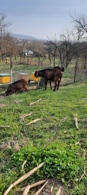 Anglo Nubian  - imagine 4