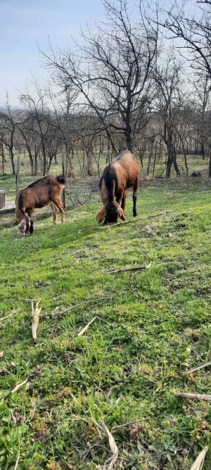 Anglo Nubian  - imagine 5